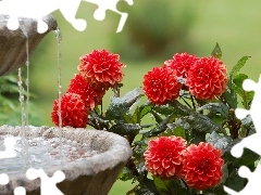 Flowers, fountain, water