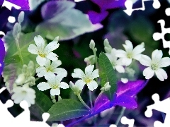 White, Flowers