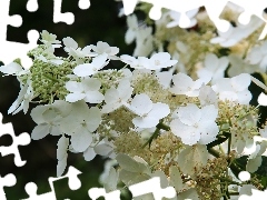 White, Flowers