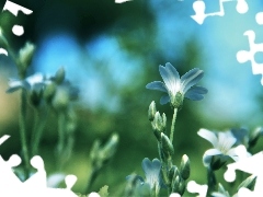 White, Flowers