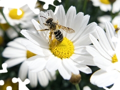 White, daisy, bee, Flowers