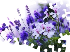 Blue, Flowers, geraniums, lavender, White