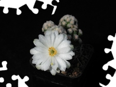 Flowers, Cactus, White