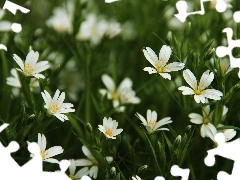 Flowers, Cerastium, White