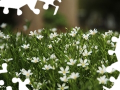 Flowers, Cerastium, White