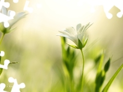 Flowers, Cerastium, White