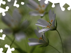 Flowers, Cerastium, White