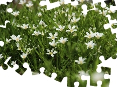 Flowers, Cerastium, White