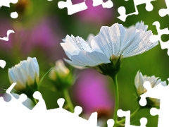 Flowers, Cosmos, White