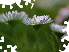 Flowers, daisies, White