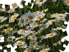 Flowers, daisy, White