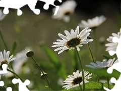 Flowers, daisy, White