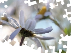 Flowers, daisy, White