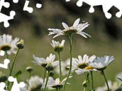 Flowers, daisy, White