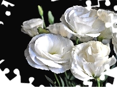 Flowers, Eustoma, White