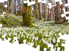 Flowers, forest, White