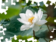 Colourfull Flowers, White, Leaf, lotus