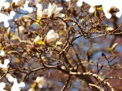 Flowers, Magnolia, White