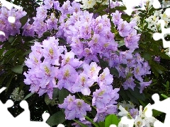 Flowers, purple, White