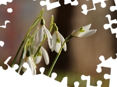 Flowers, snowdrops, White