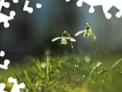 Flowers, snowdrops, White