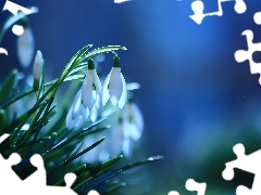 Flowers, snowdrops, White