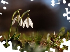 Flowers, snowdrops, White