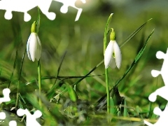 Flowers, snowdrops, White