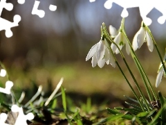 Flowers, snowdrops, White