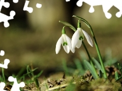 Flowers, snowdrops, White