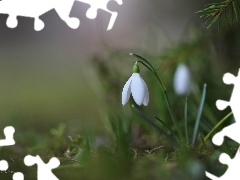 Flowers, snowdrops, White