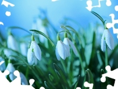 Flowers, snowdrops, White