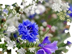 Chaber, Wildflowers, Flowers