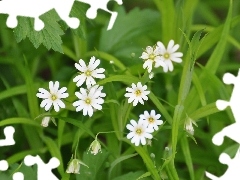 Flowers, Meadow, Wildflowers