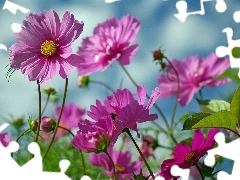 purple, Flowers, Cosmos, Wildflowers