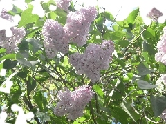 Flowers, White, without