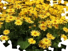 Doronicum, Yellow, Flowers