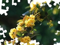 flowers, Bush, Yellow