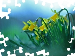 Flowers, Daffodils, Yellow