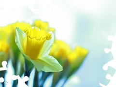 Flowers, Daffodils, Yellow