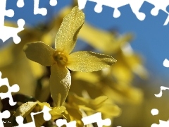 Flowers, forsythia, Yellow