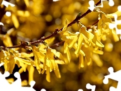 Flowers, forsythia, Yellow