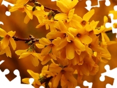 Flowers, forsythia, Yellow