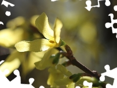 Flowers, forsythia, Yellow