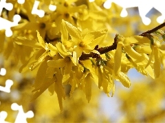 Flowers, forsythia, Yellow