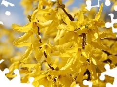 Flowers, forsythia, Yellow