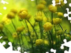 Flowers, Globeflower, Yellow