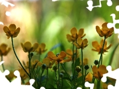Flowers, marigolds, Yellow