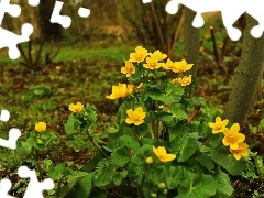 Flowers, marigolds, Yellow