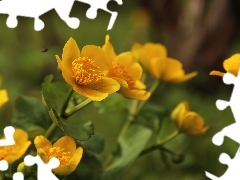 Flowers, marigolds, Yellow